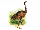 P016 - Moa (Dinornis)
