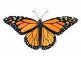 Monarch (Danaus plexippus) IN001