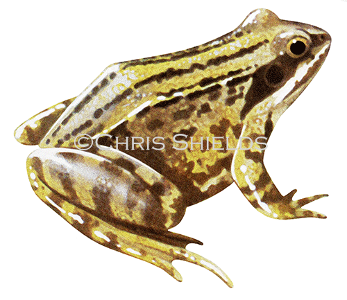 Moor Frog (Rana arvalis) RA157