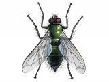 Mortuary fly (Cynomyia mortuorum) IN002
