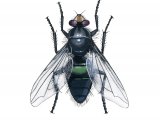 Mortuary fly (Cynomyia mortuorum) IN001