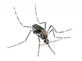 Yellow Fever Mosquito (Aedes aegypti) IN007