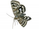 Mother Shipton Moth (Callistege mi) IN001