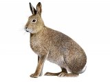 Mountain Hare (Lepus timidus) M002
