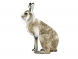 Mountain Hare (Lepus timidus) M005