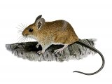 Wood Mouse (Apodemus sylvaticus) M005