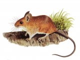Mouse - wood (Apodemus sylvaticus) M006