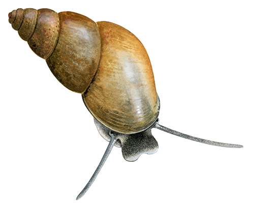Mud Snail (Potamopyrgus antipodarum) OS001
