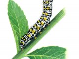 Mullein Moth Caterpillar (Cucullia verbasci) IN002