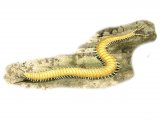 Narrow-bodied Centipede (Haplophilus sp.) IN001