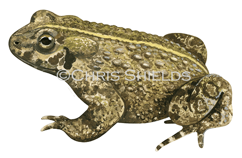 Natterjack Toad (Epidalea calamita) RA179
