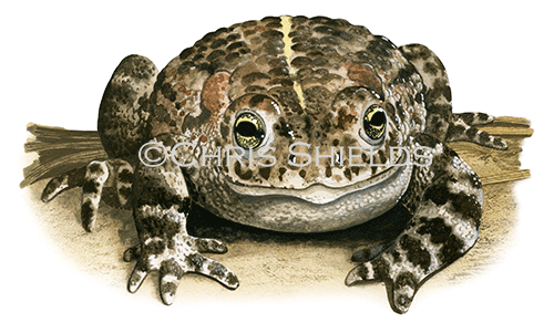Natterjack Toad (Epidalea calamita) RA180
