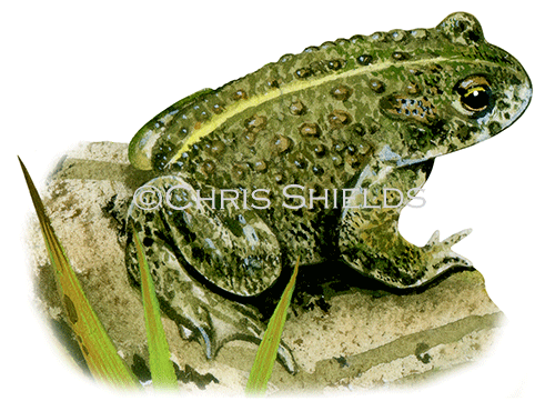 Natterjack Toad (Epidalea calamita RA186