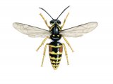 IH072 - Norwegian Wasp female (Dolichovespula norvegica)