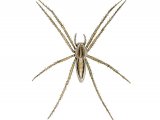 Nursery Web Spider (Pisaura mirabilis) OS002