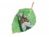 Nut-tree Tussock Moth (Colocasia coryli) IN001