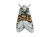 Nut-tree Tussock Moth (Colocasia coryli) IN002