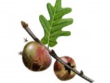 IH054 - Oak Apple Gall
