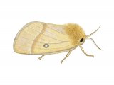 Oak Eggar Moth (Lasiocampa quercus) IN001