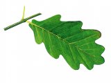 Oak leaf (Quercus robur) BT049