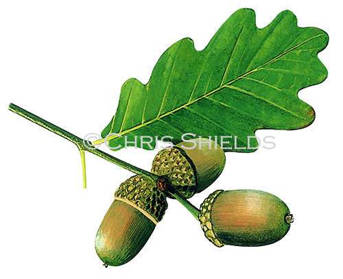Oak leaves & acorns (Quercus robur) BT050