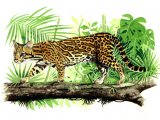 Ocelot (Leopardus pardalis) M001