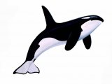 Orca (Whale Killer) Orcinus orca M002