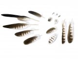 Osprey feathers (Pandion haliaetus) BD0590