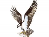 Osprey in flight (Pandion haliaetus) BD0545