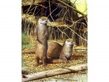 Otter (Lutra lutra) M001