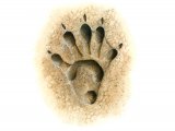 Otter (Lutra lutra) Footprint M004