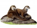 Otter (Lutra lutra) M004