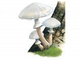 Oudemansiella mucida (Porcelain Fungus) FU001