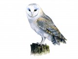 Barn Owl (Tyto alba) BD0504