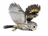 Long-eared Owl (Asio otus) BD0542