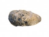 Tawny Owl pellet (Strix aluco) BD0153