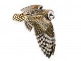 Short-eared Owl (Asio flammeus)  BD0543