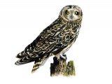 Short-eared Owl (Asio flammeus)  BD0544