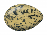 Oystercatcher egg Haematopus ostralegus) BD0221