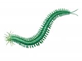 Paddleworm (Phyllodoce lamelligera) OS001