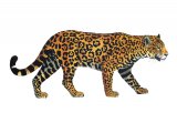 Panthera onca, Jaguar (Panthera onca) M004