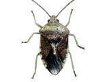 Parent Bug (Elasmucha grisea) IN001