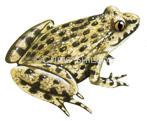 Parsley Frog (Pelodytes puntatus) RA164