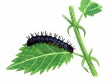 Peacock Butterfly Caterpillar (Inachis io) IN006