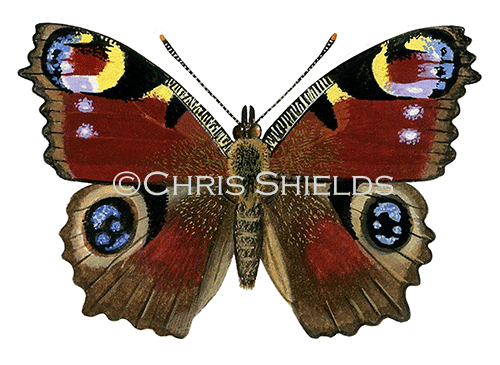 Peacock Butterfly (Inachis io) IN003