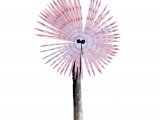 Peacock Worm (Sabella pavonina) OS001