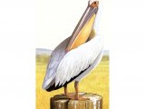White Pelican (Pelecanus erythrorhynchos) BD000