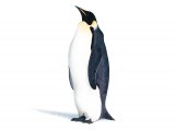 Emperor Penguin (Aptenodytes forsteri) BD045