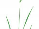 Perennial Rye Grass (Lolium perenne)  BT0263
