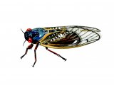 Periodical Cicada (Magicicada sp.) IN001